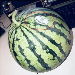 网红可可吃瓜,揭秘娱乐圈幕后真相